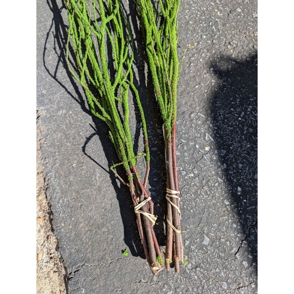 47in Green Coated Reeds Bundle x10 Branches - Picture 2 of 8